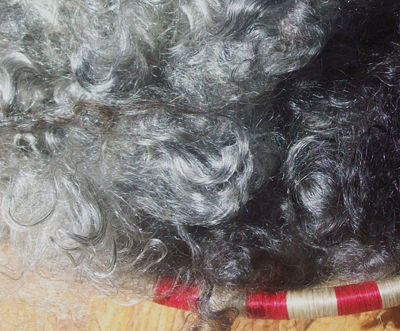Australian Wool Exporter