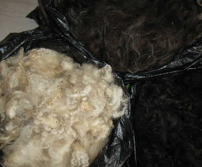 Raw Wool Supplier exporter