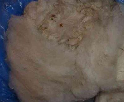 Sheep Raw Wool Producer 