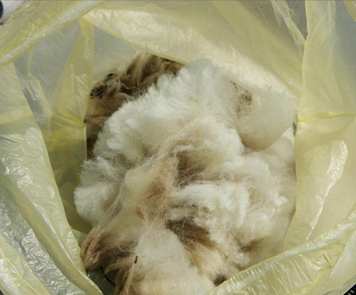 Sheep Wool Manufacturer Exportrer 